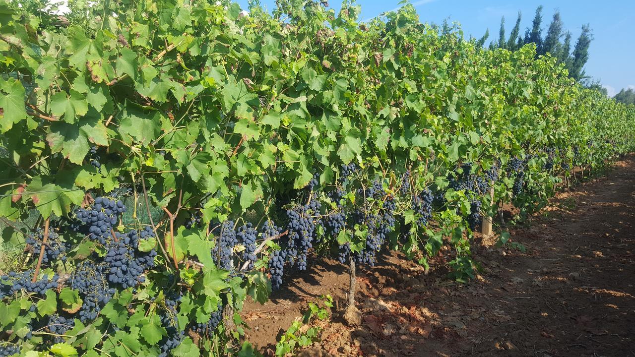 Agriturismo Sa Pramma Santa Maria la Palma Εξωτερικό φωτογραφία